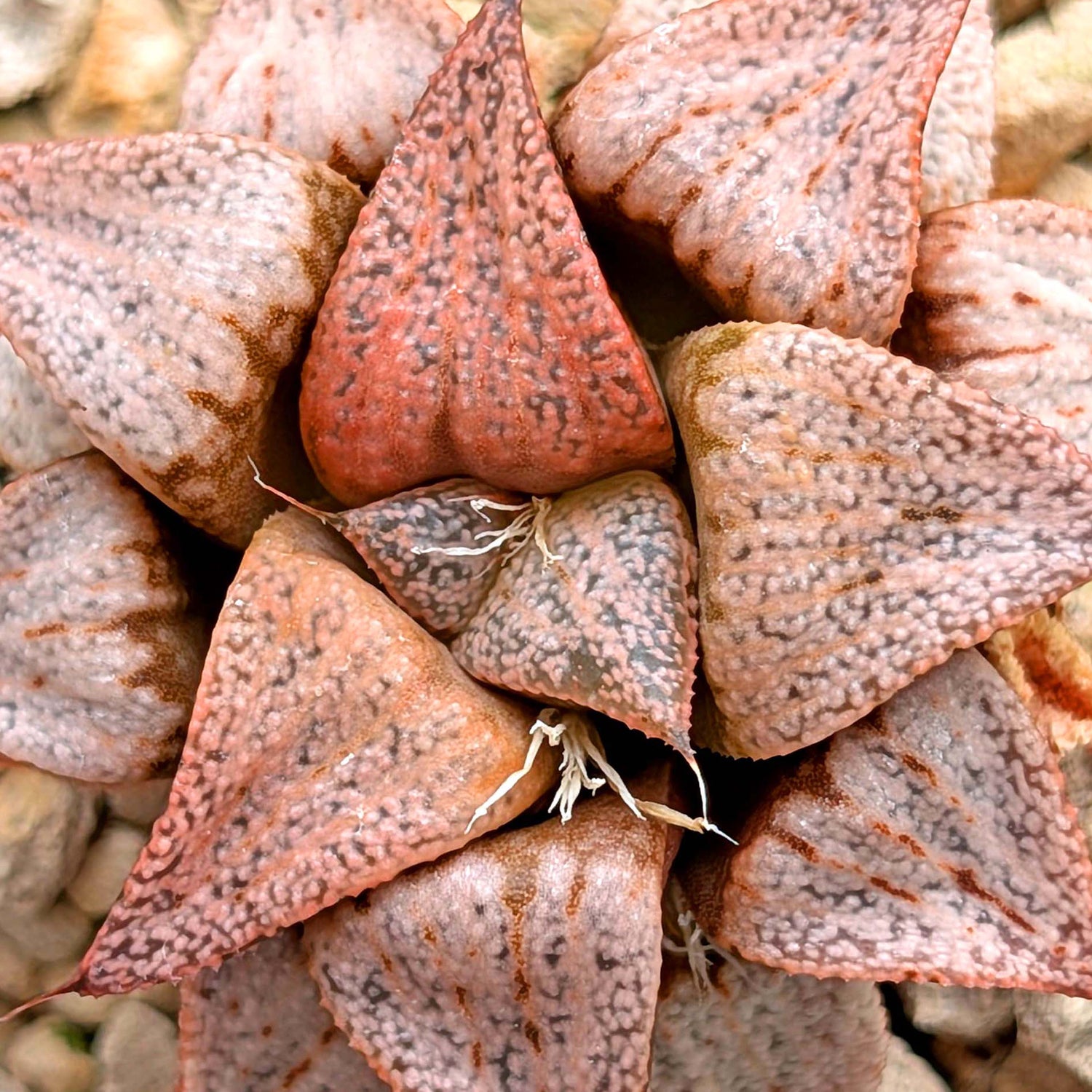 Haworthia PP202 hybrid series #34