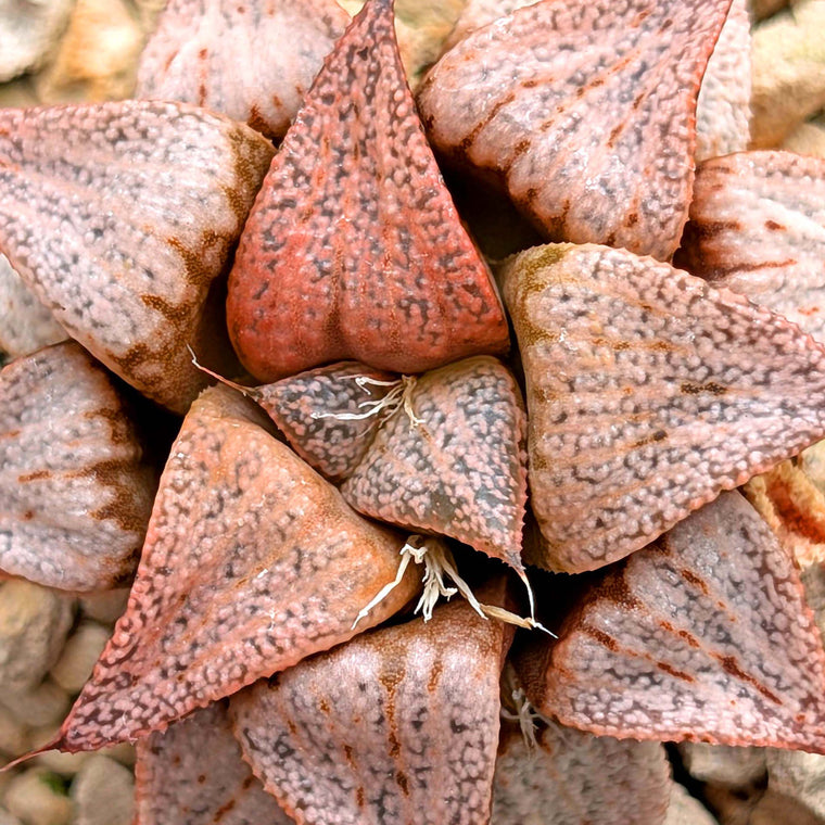 Haworthia PP202 hybrid series #34