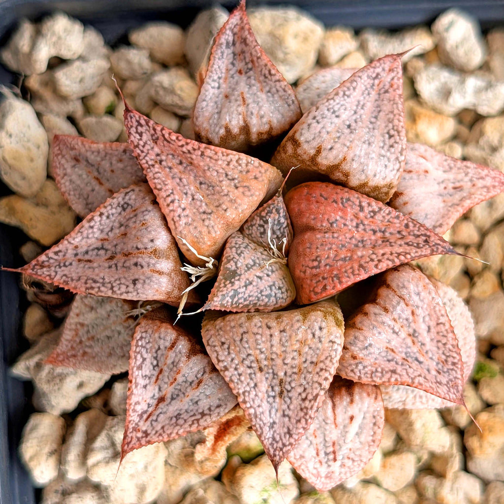 Haworthia PP202 hybrid series #34