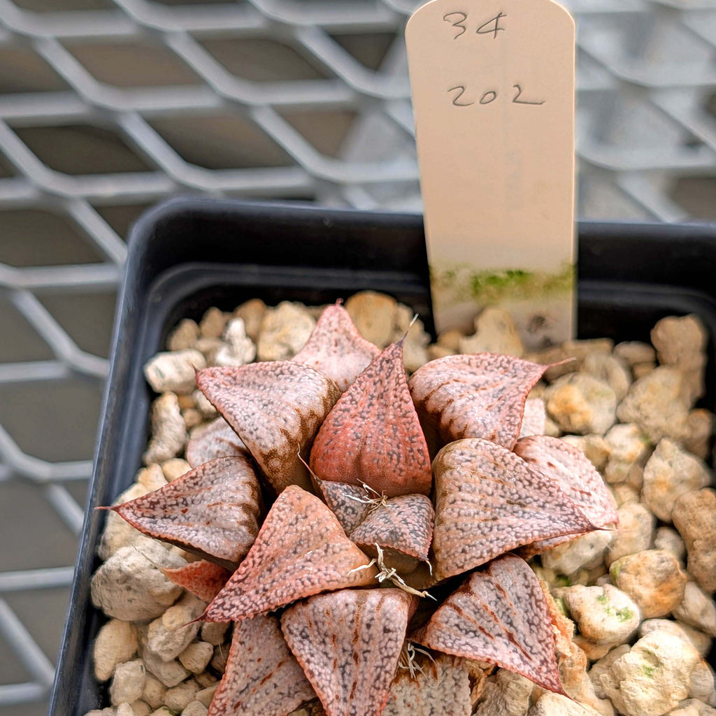 Haworthia PP202 hybrid series #34