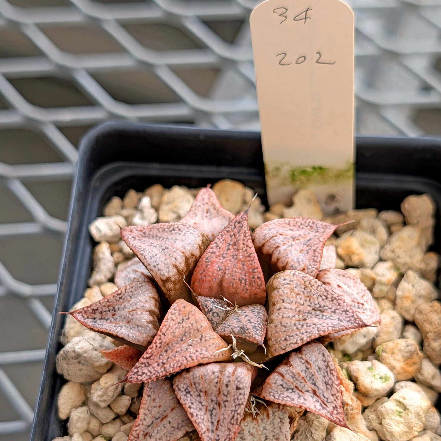 Haworthia PP202 hybrid series #34