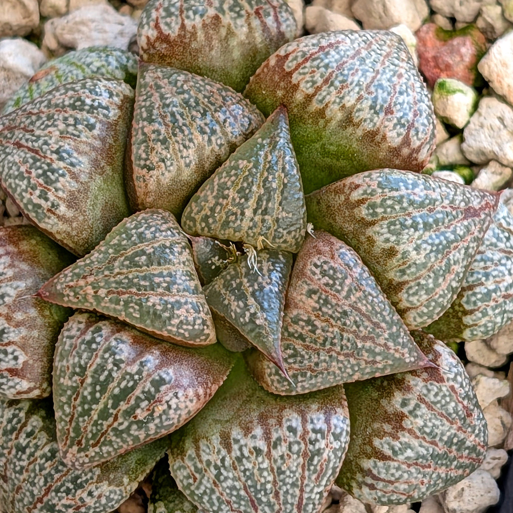 Haworthia hybrid series PP202 #4 9 year old plant