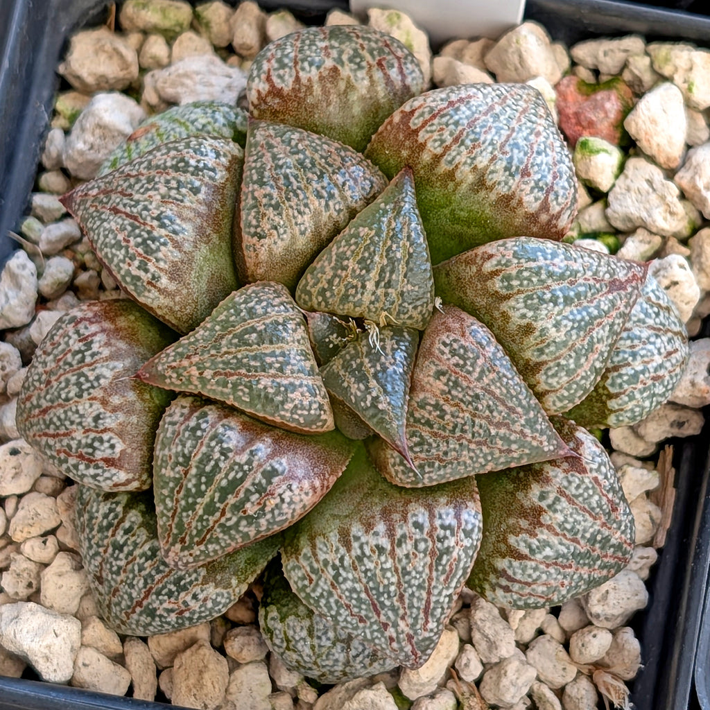 Haworthia hybrid series PP202 #4 9 year old plant