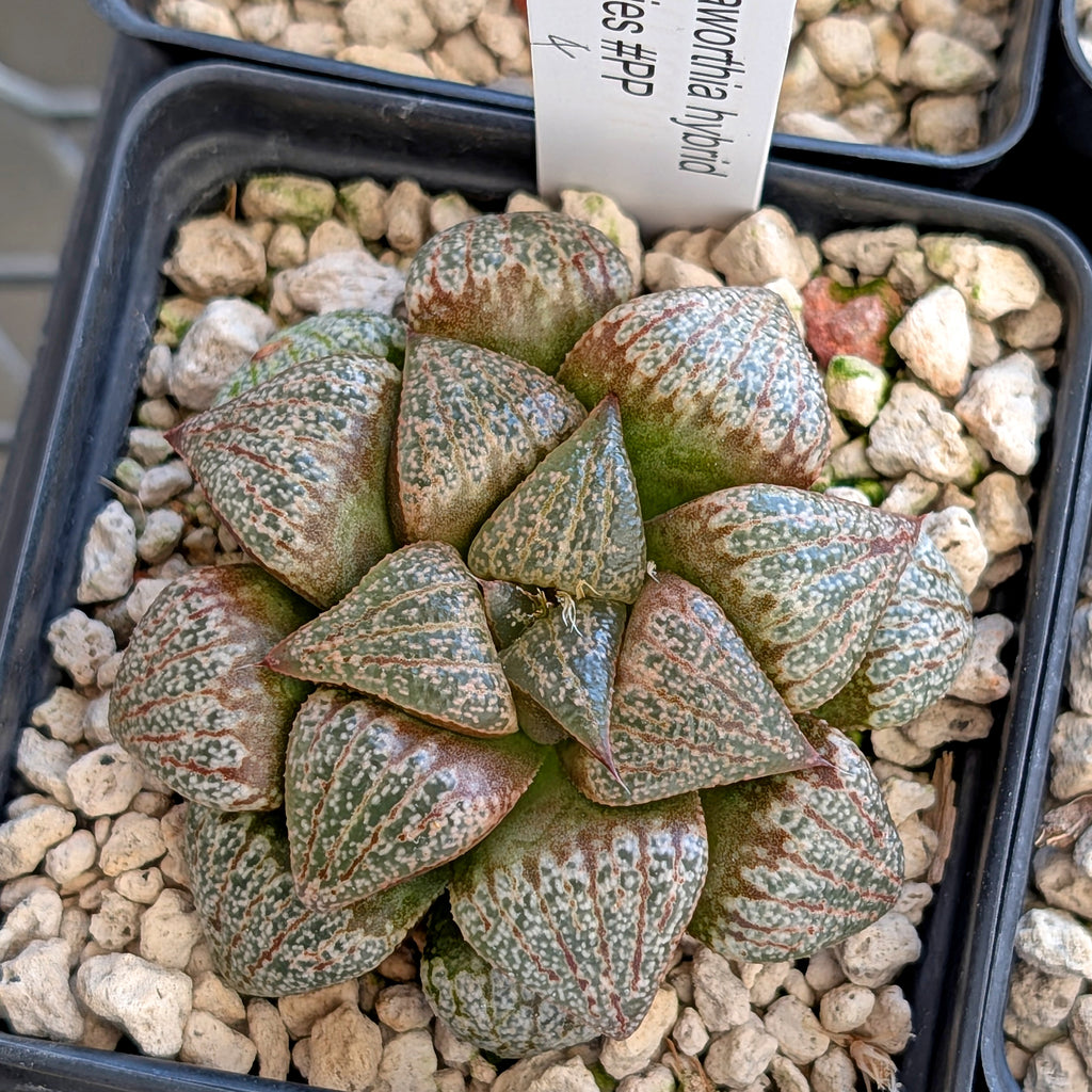 Haworthia hybrid series PP202 #4 9 year old plant