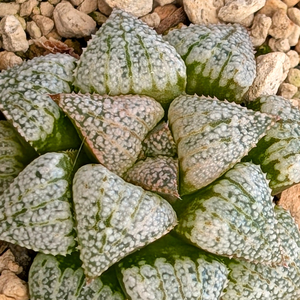 Haworthia hybrid series PP203 #36 9 year old plant
