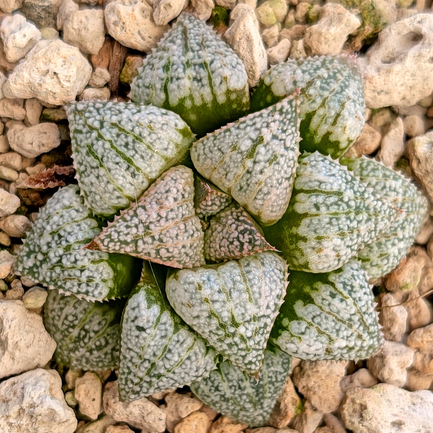 Haworthia hybrid series PP203 #36 9 year old plant