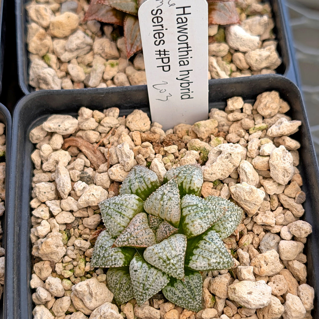 Haworthia hybrid series PP203 #36 9 year old plant