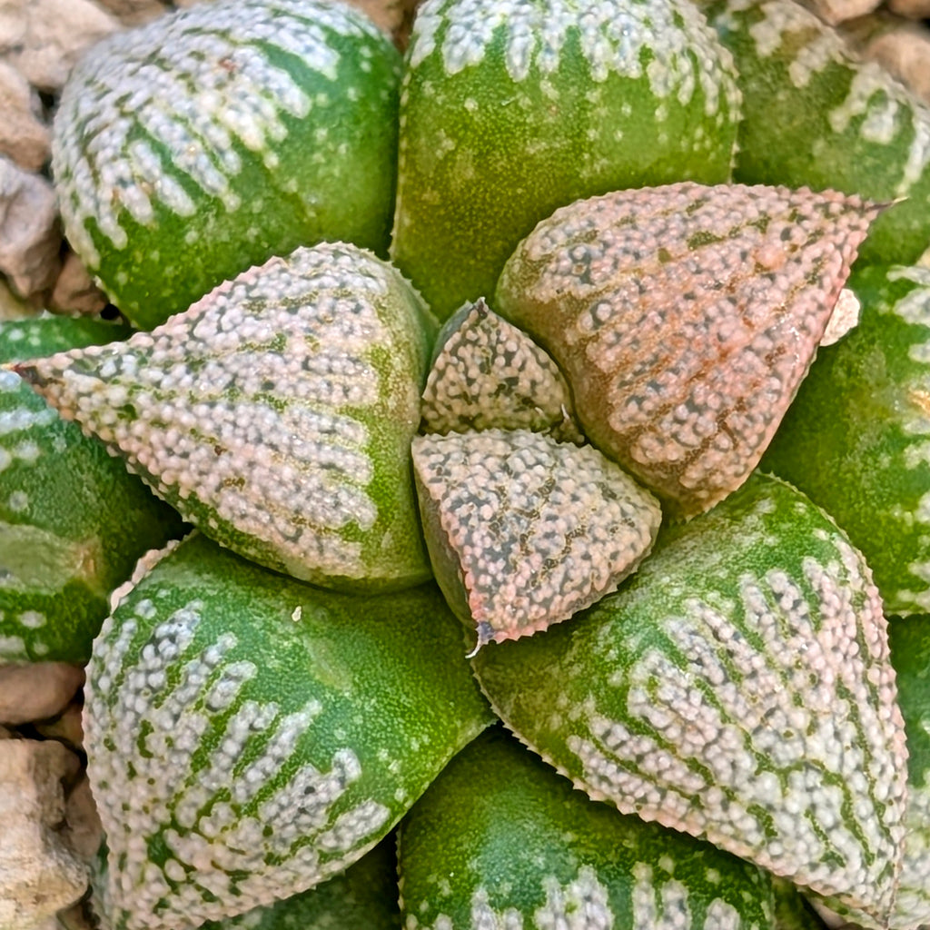 Haworthia hybrid series PP203 #45