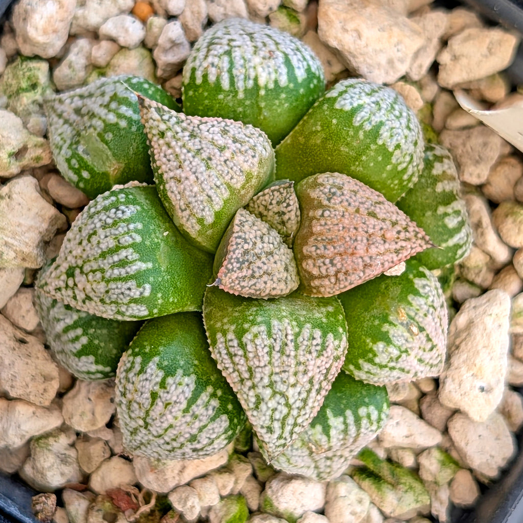 Haworthia hybrid series PP203 #45