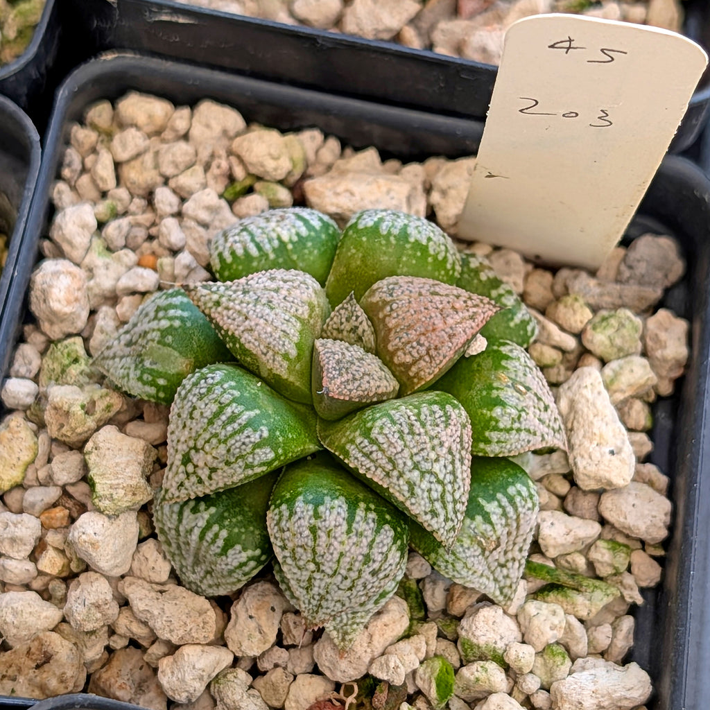 Haworthia hybrid series PP203 #45