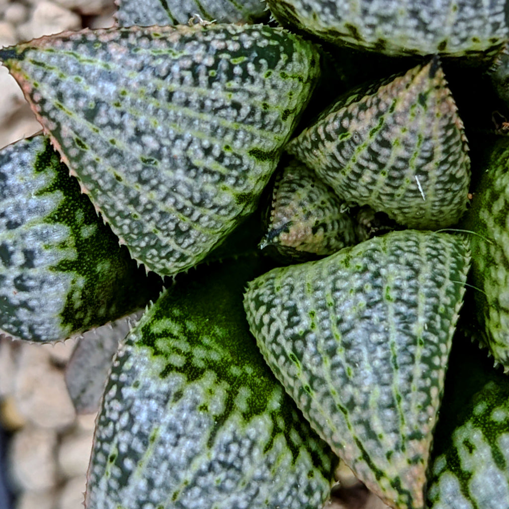 Haworthia hybrid series PP203 #q