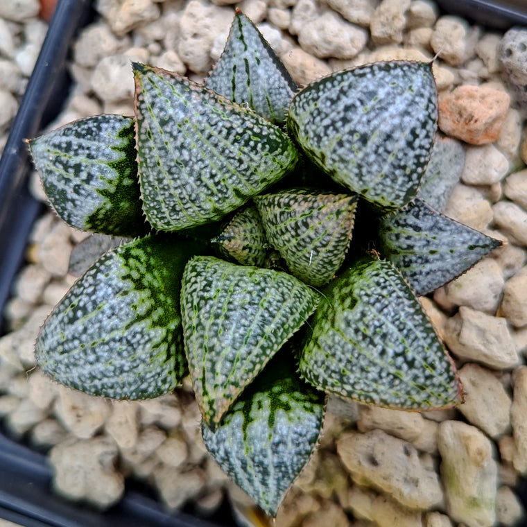 Haworthia hybrid series PP203 #q