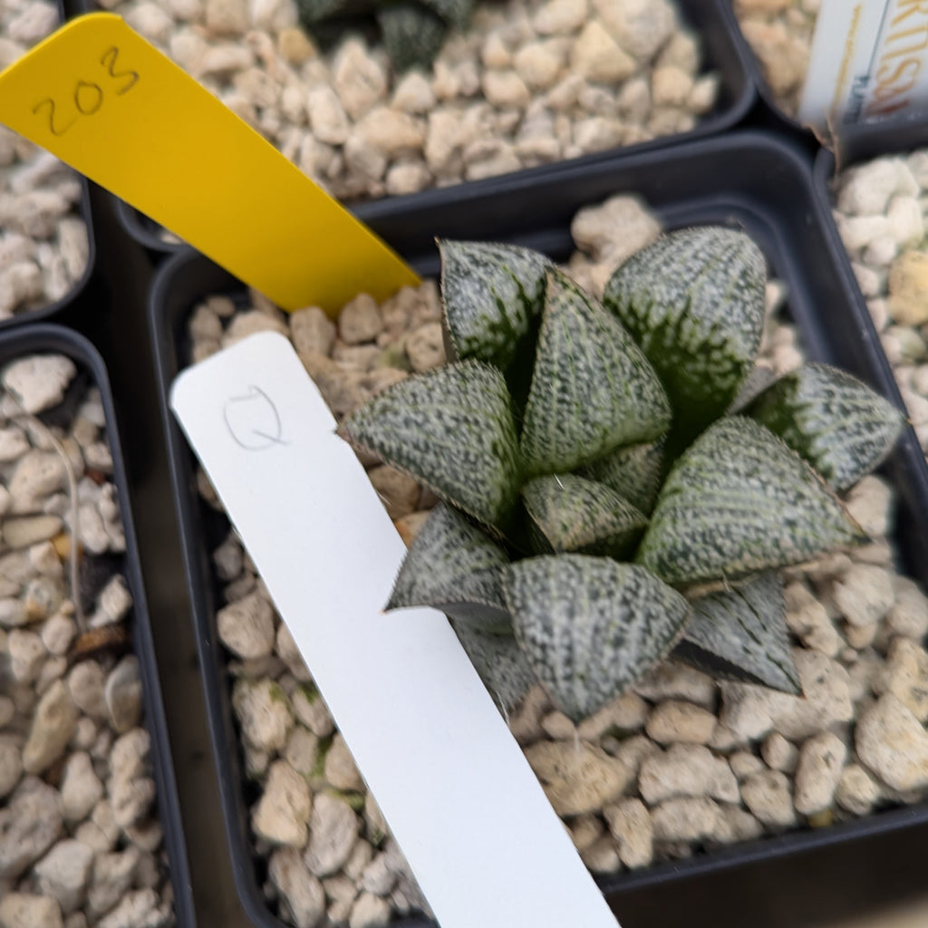 Haworthia hybrid series PP203 #q