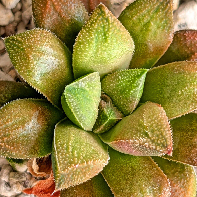 Haworthia PP220 hybrid series #30