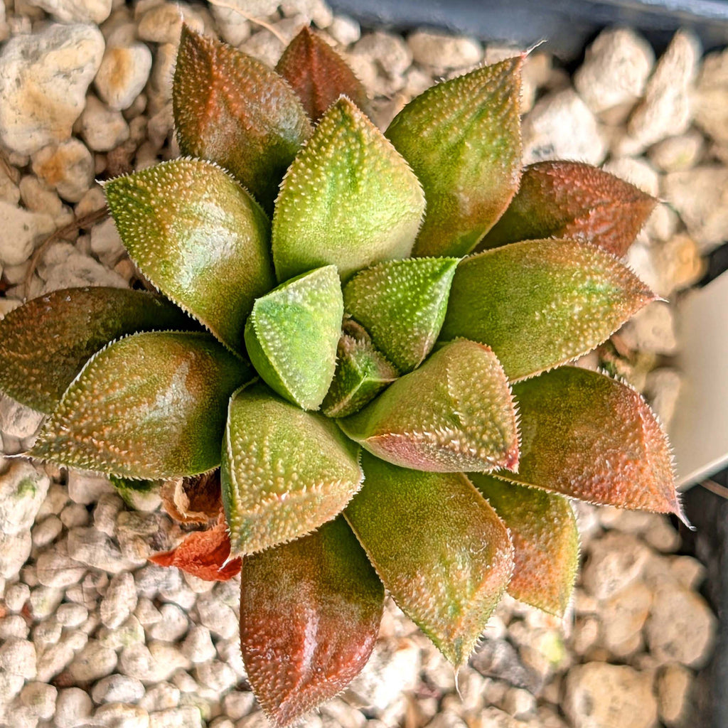Haworthia PP220 hybrid series #30
