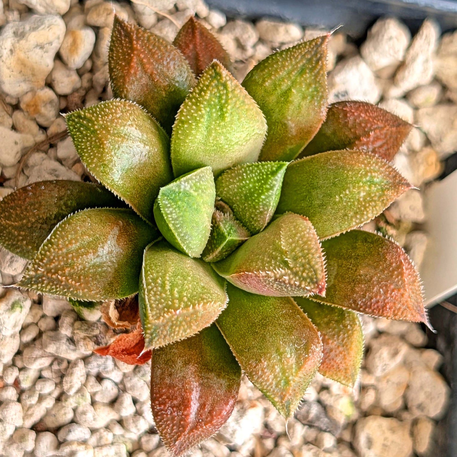 Haworthia PP220 hybrid series #30