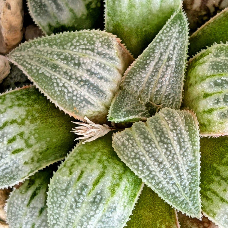 Haworthia PP225 hybrid series #29