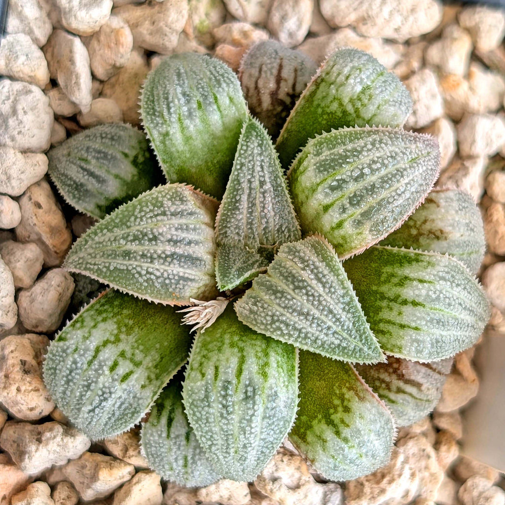 Haworthia PP225 hybrid series #29