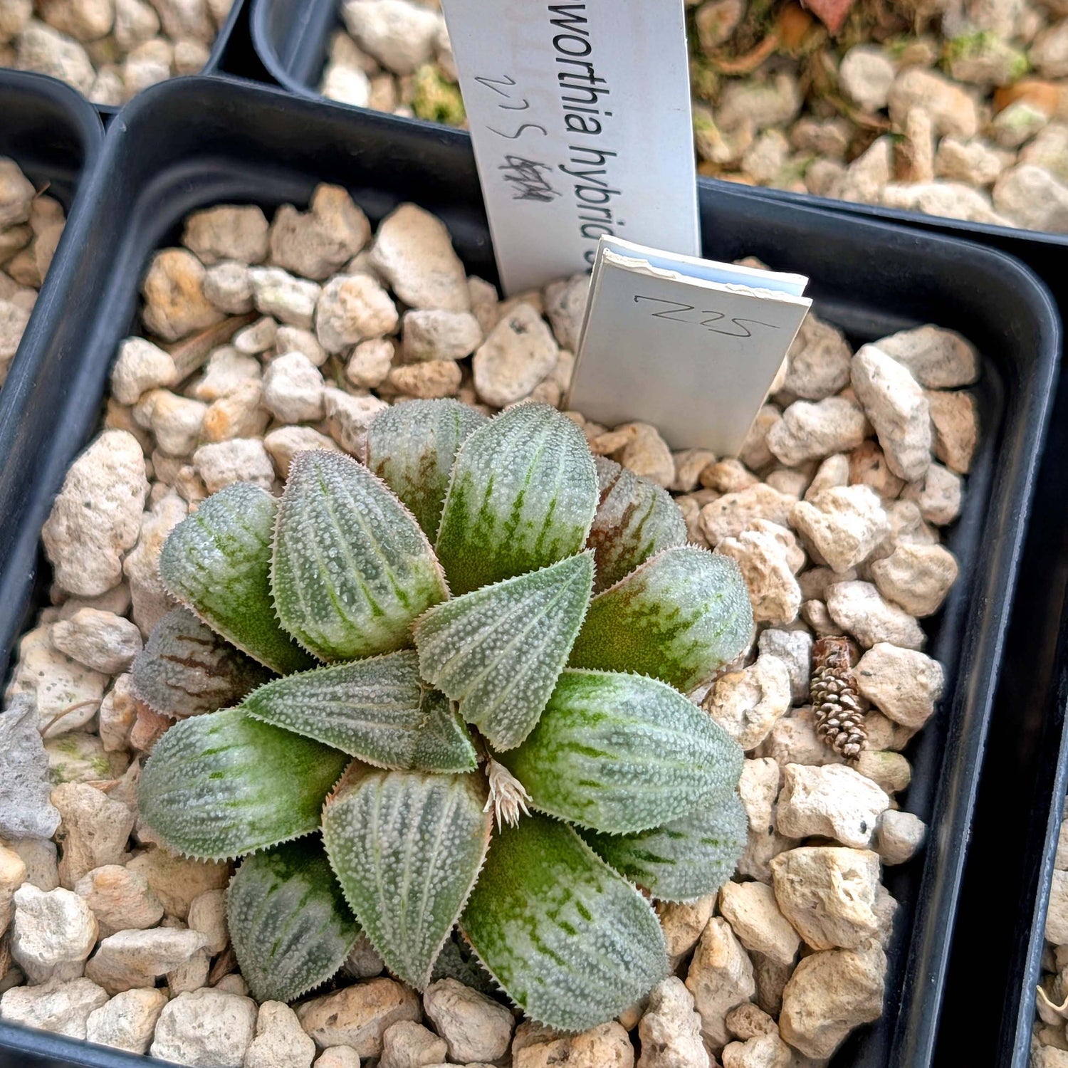 Haworthia PP225 hybrid series #29