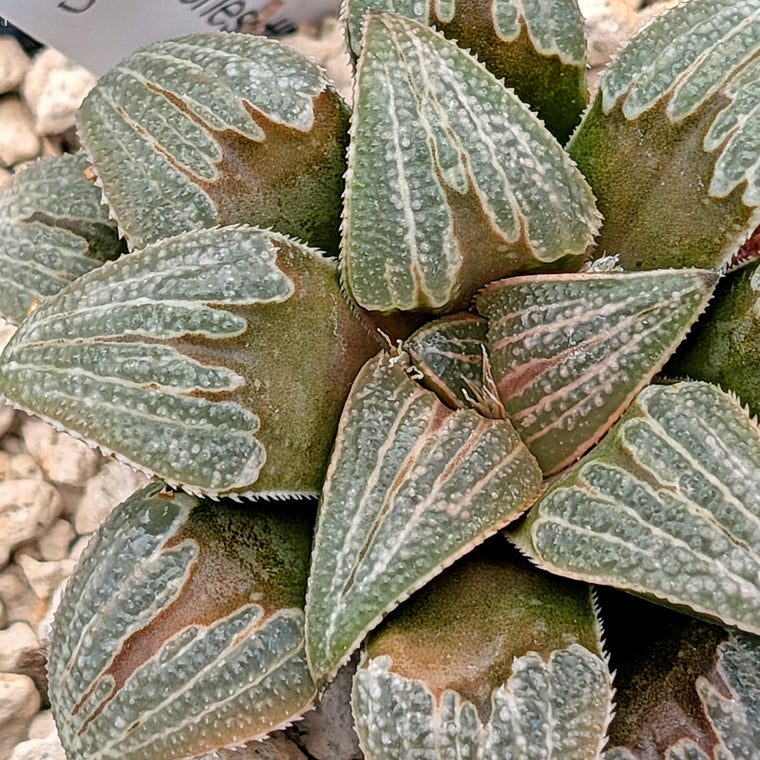 Haworthia PP225 hybrid series #35