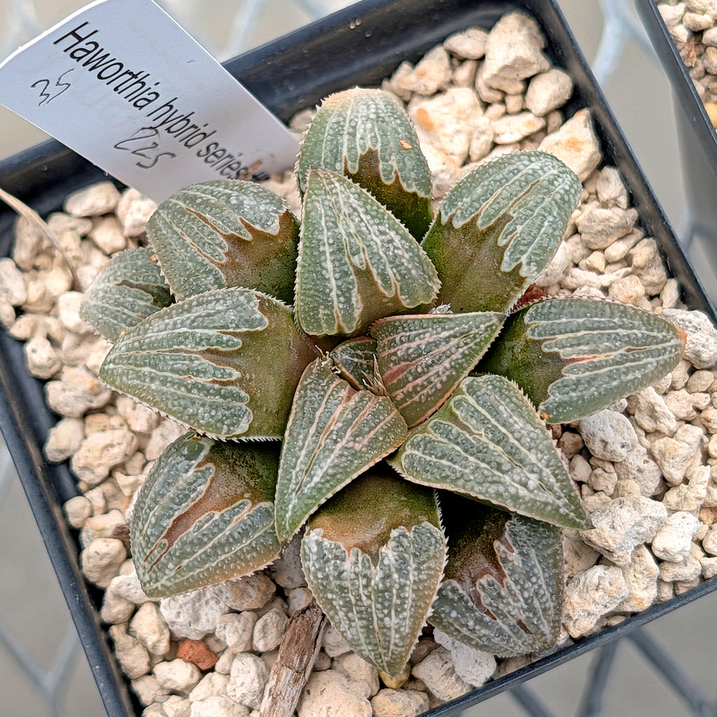 Haworthia PP225 hybrid series #35