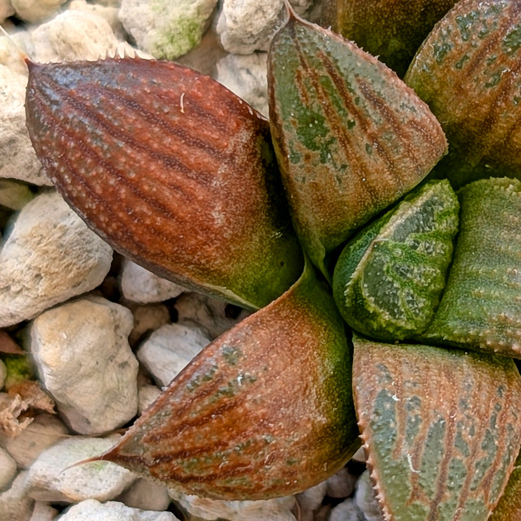 Haworthia hybrid series PP355 #14