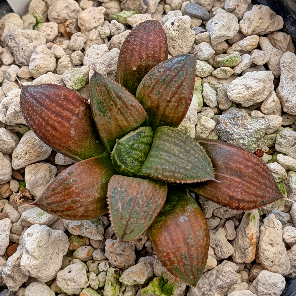 Haworthia hybrid series PP355 #14