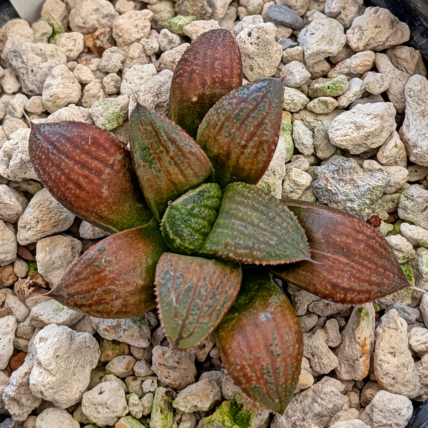 Haworthia hybrid series PP355 #14
