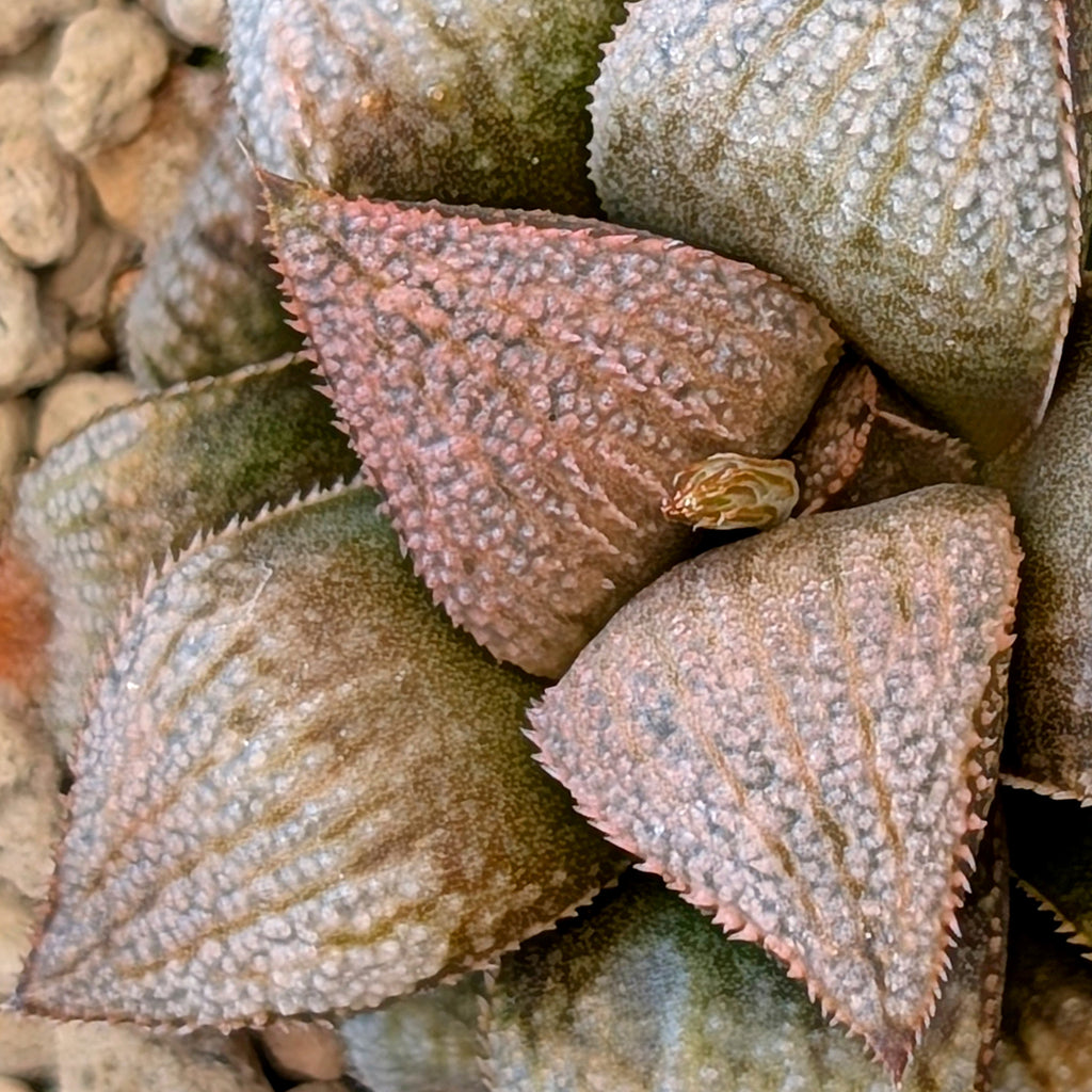 Haworthia hybrid series PP355 #22