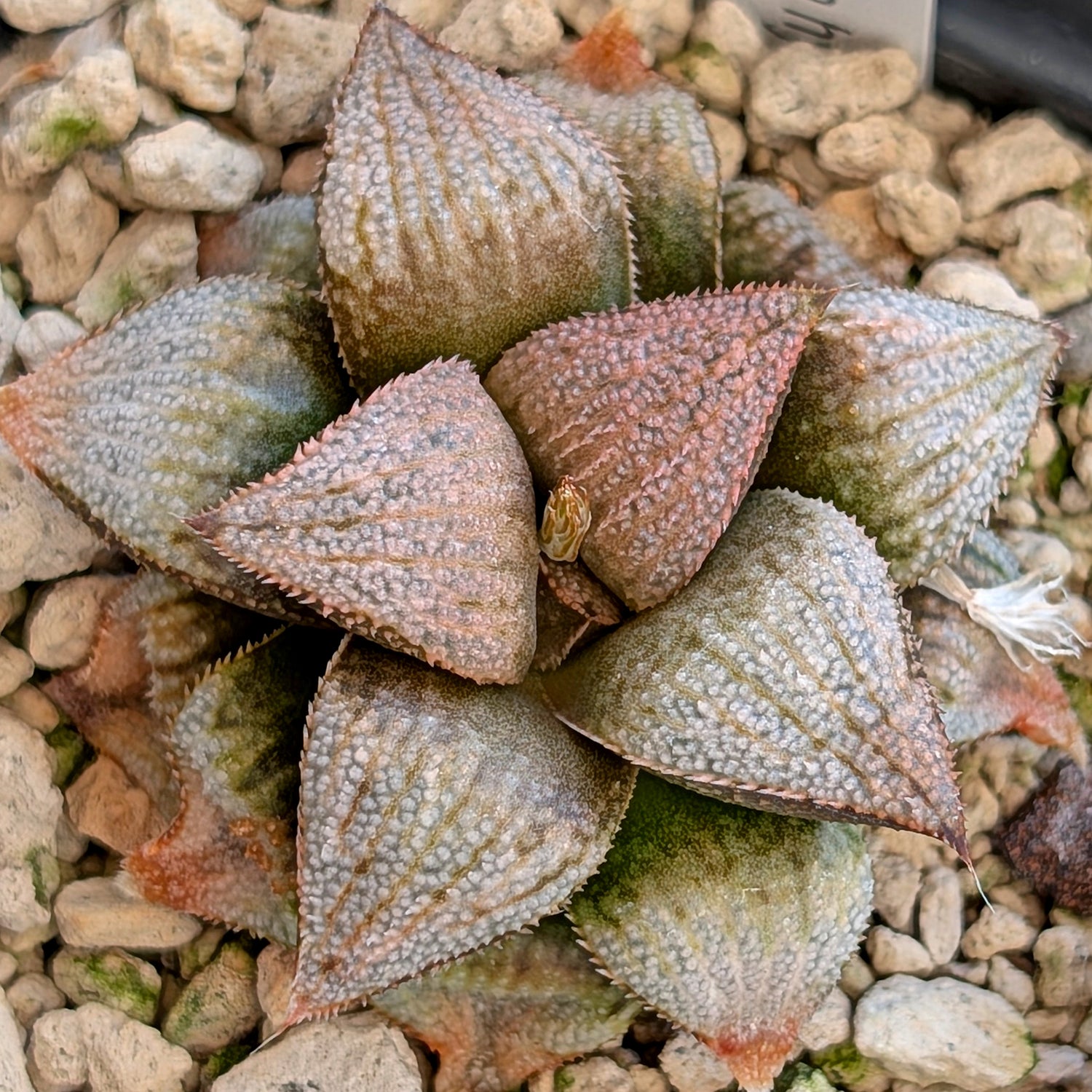 Haworthia hybrid series PP355 #22