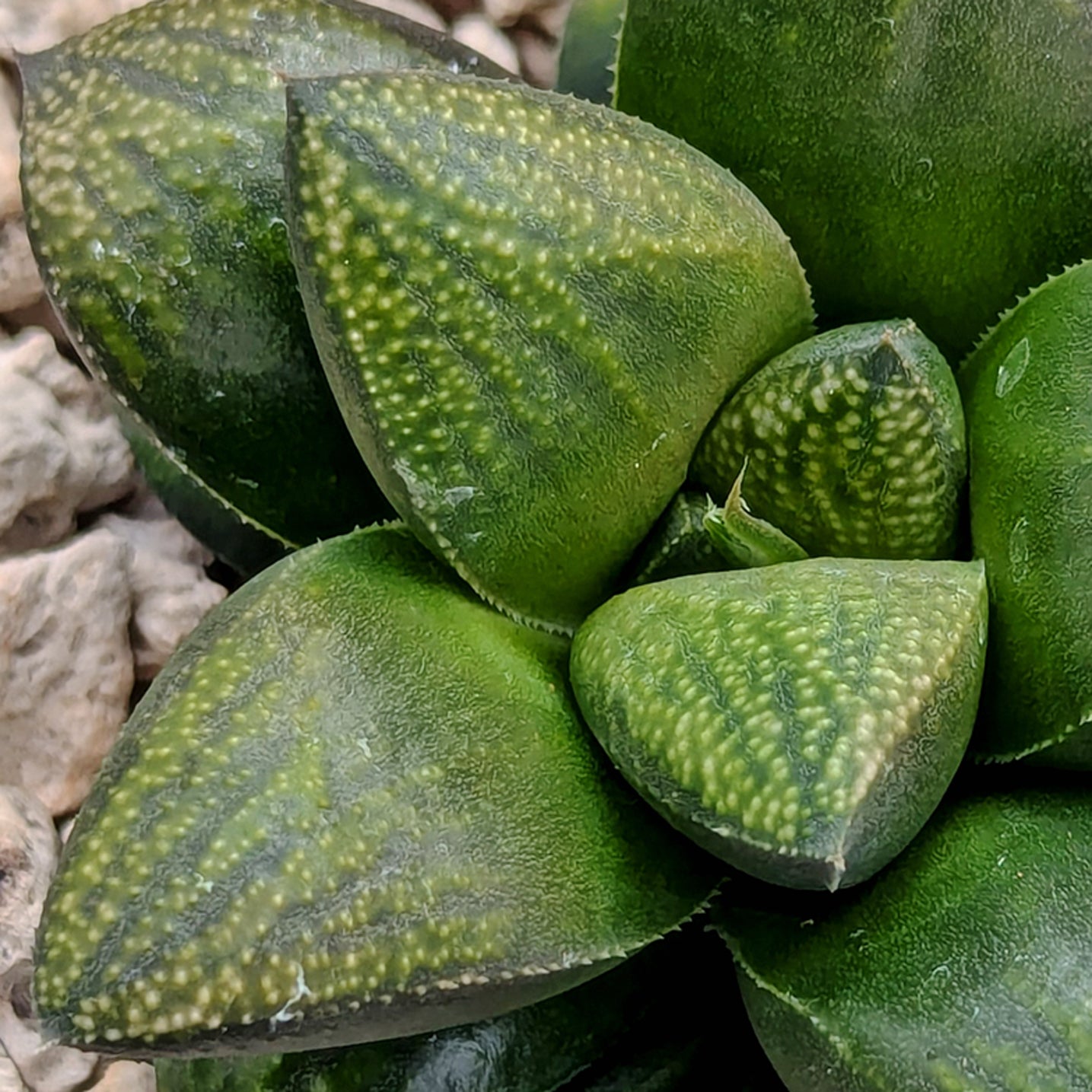 Haworthia PP246 hybrid series #g