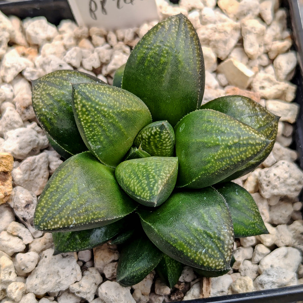 Haworthia PP246 hybrid series #g