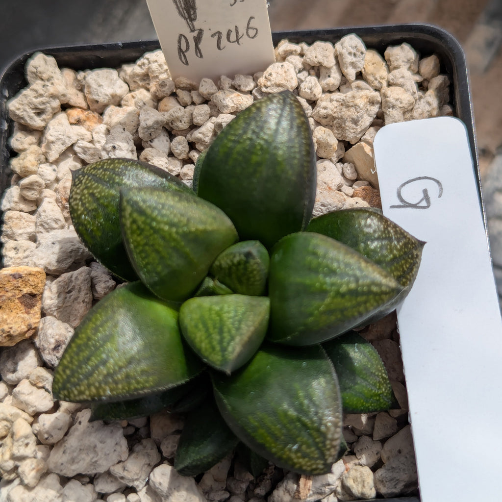 Haworthia PP246 hybrid series #g