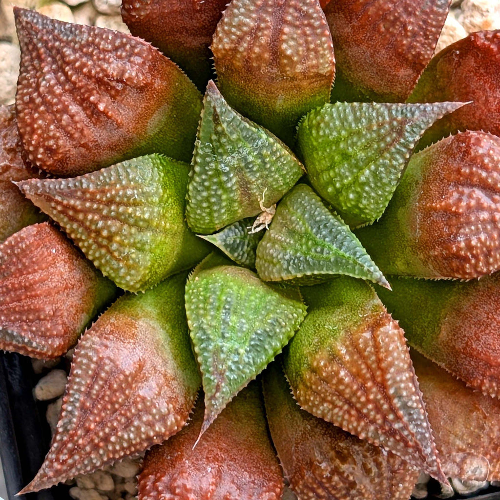 Haworthia PP572 hybrid series #25