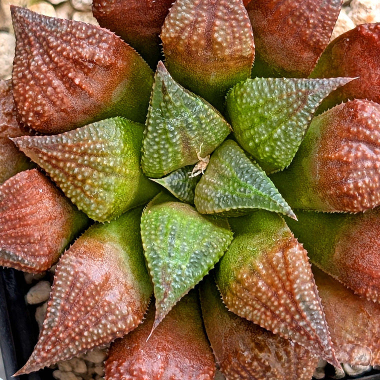 Haworthia PP572 hybrid series #25