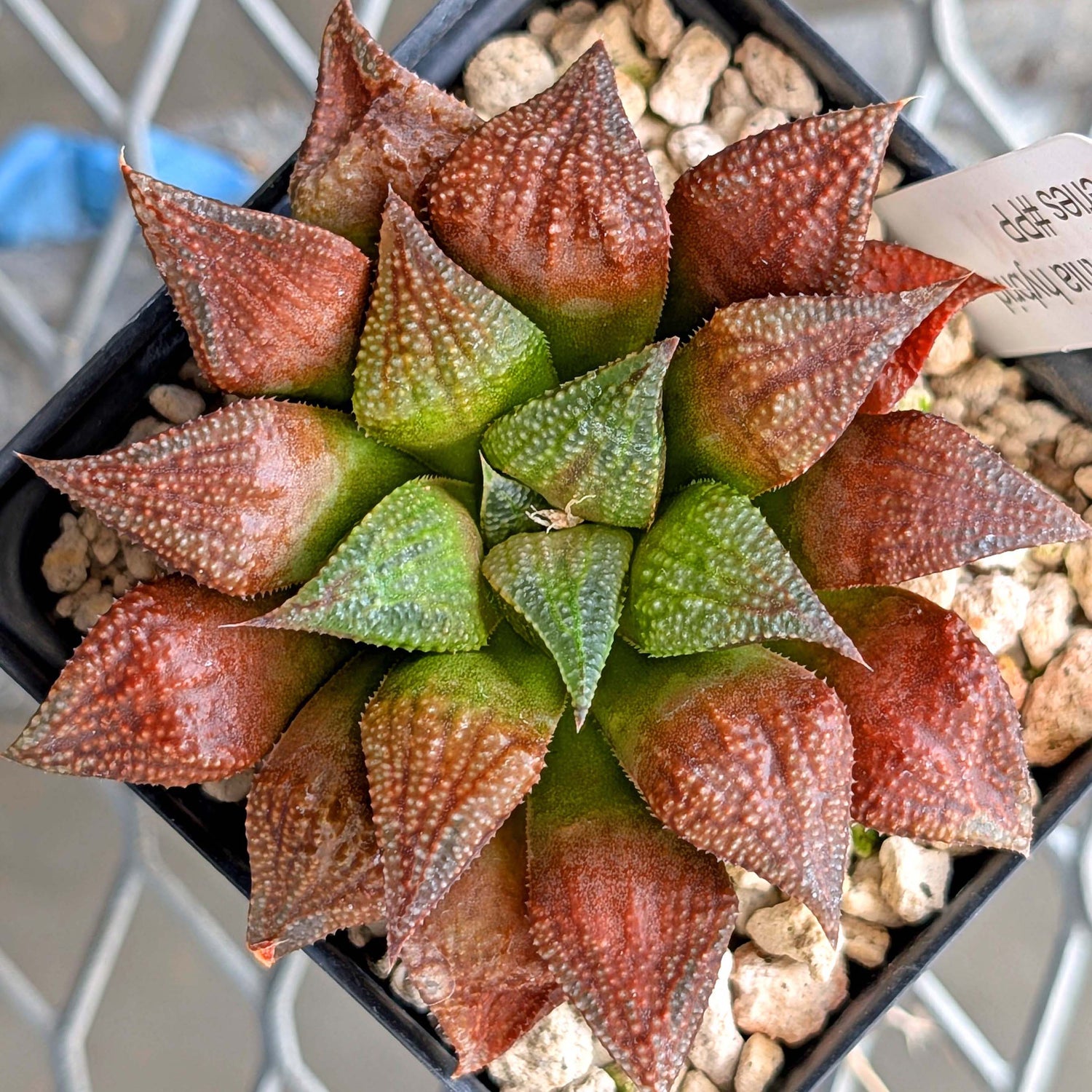 Haworthia PP572 hybrid series #25