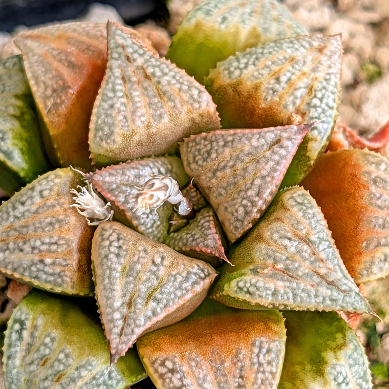 Haworthia PP265 hybrid series #38