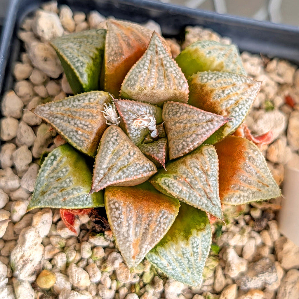 Haworthia PP265 hybrid series #38