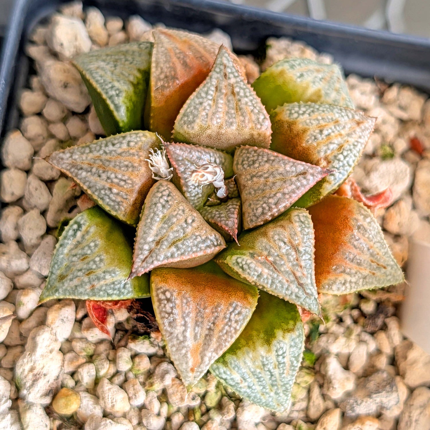 Haworthia PP265 hybrid series #38