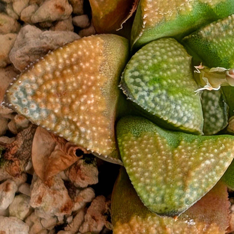 Haworthia groenewaldii hybrid series PP306 #18  9 year old plant