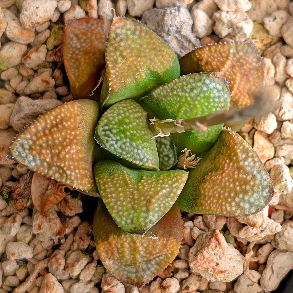 Haworthia groenewaldii hybrid series PP306 #18  9 year old plant