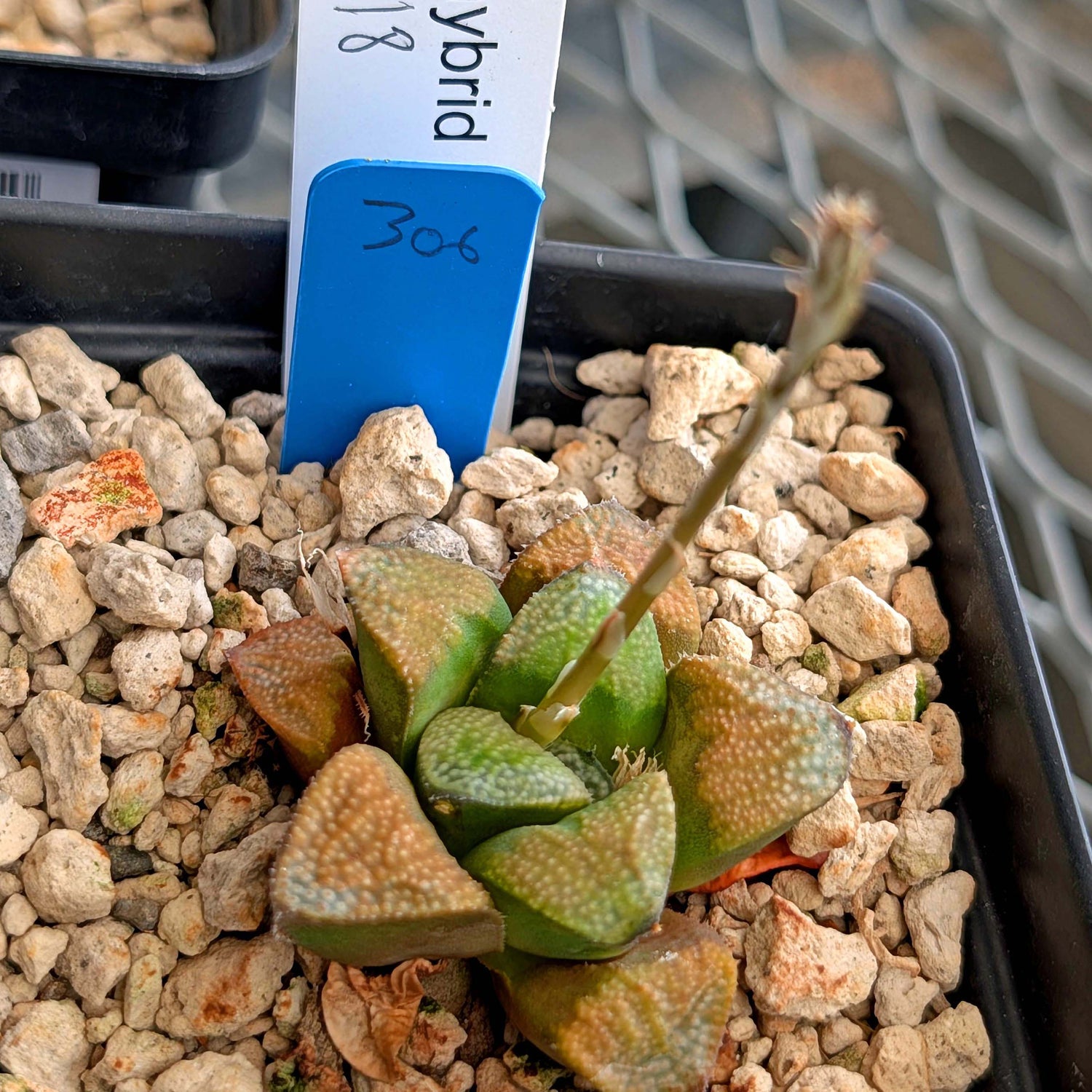 Haworthia groenewaldii hybrid series PP306 #18  9 year old plant