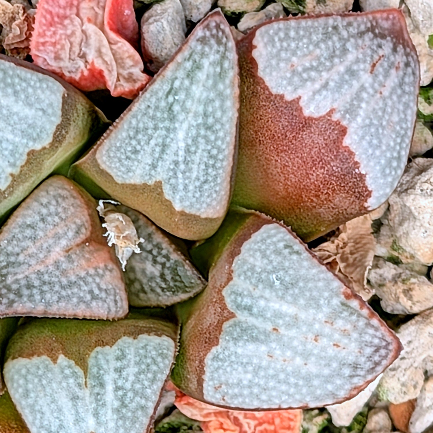 Haworthia groenewaldii hybrid series PP306 #20  9 year old plant