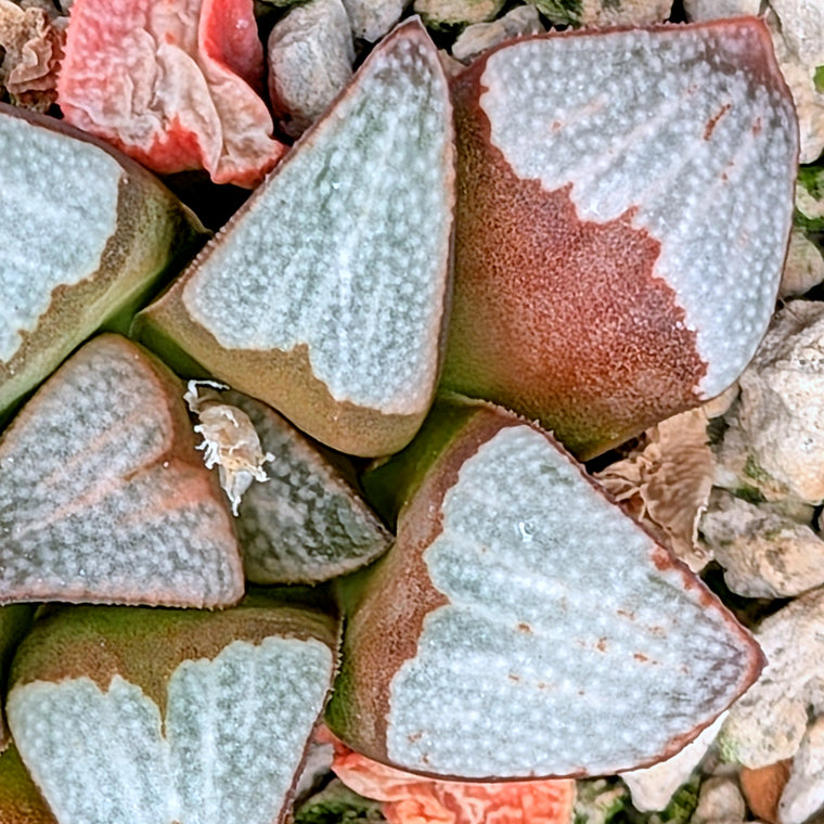 Haworthia groenewaldii hybrid series PP306 #20  9 year old plant