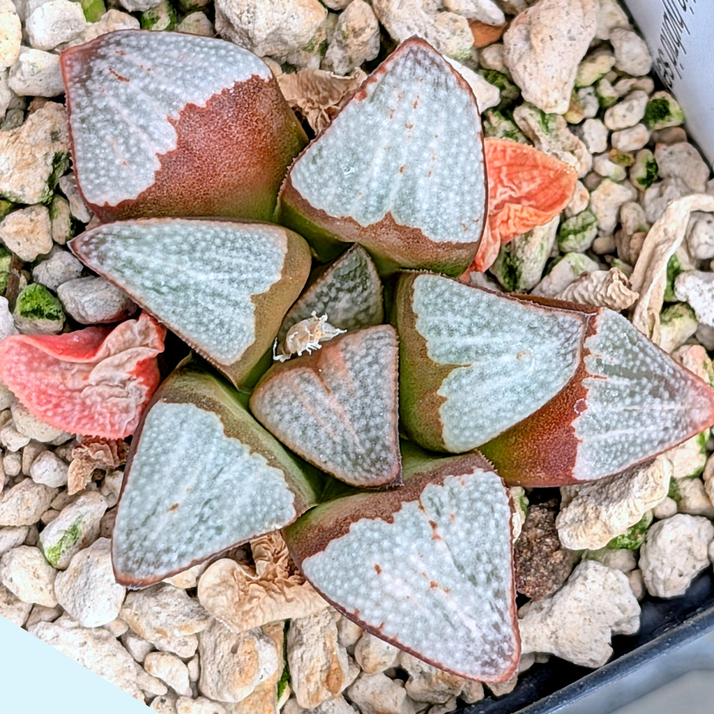 Haworthia groenewaldii hybrid series PP306 #20  9 year old plant