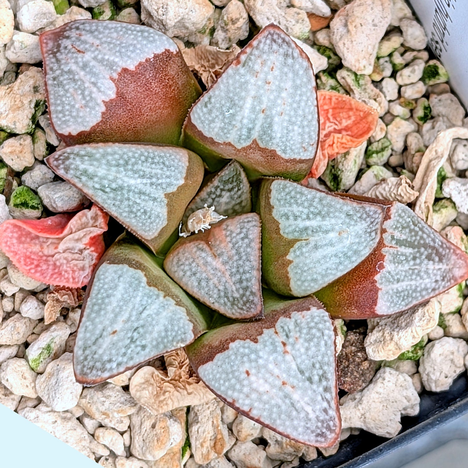 Haworthia groenewaldii hybrid series PP306 #20  9 year old plant