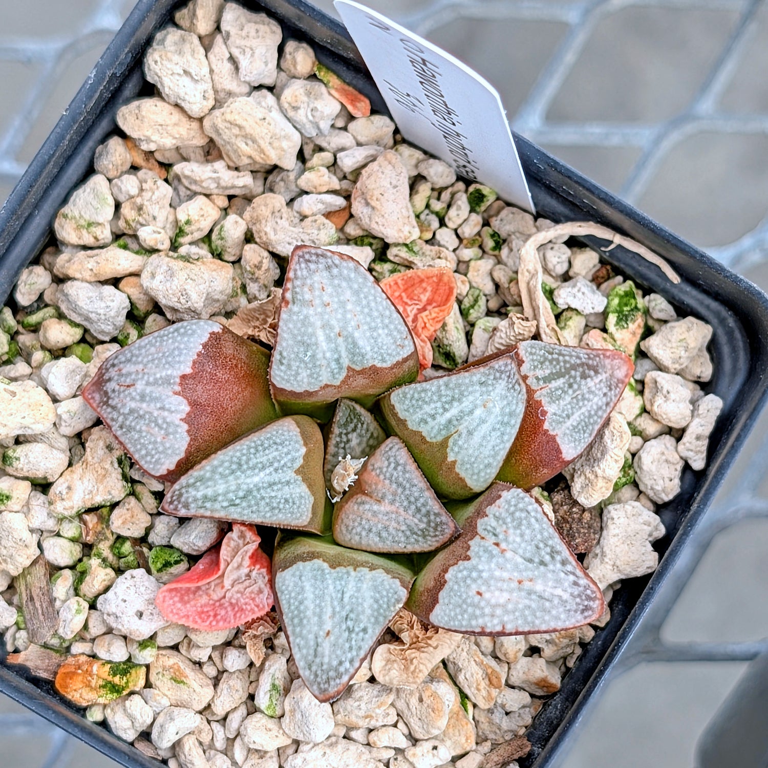 Haworthia groenewaldii hybrid series PP306 #20  9 year old plant