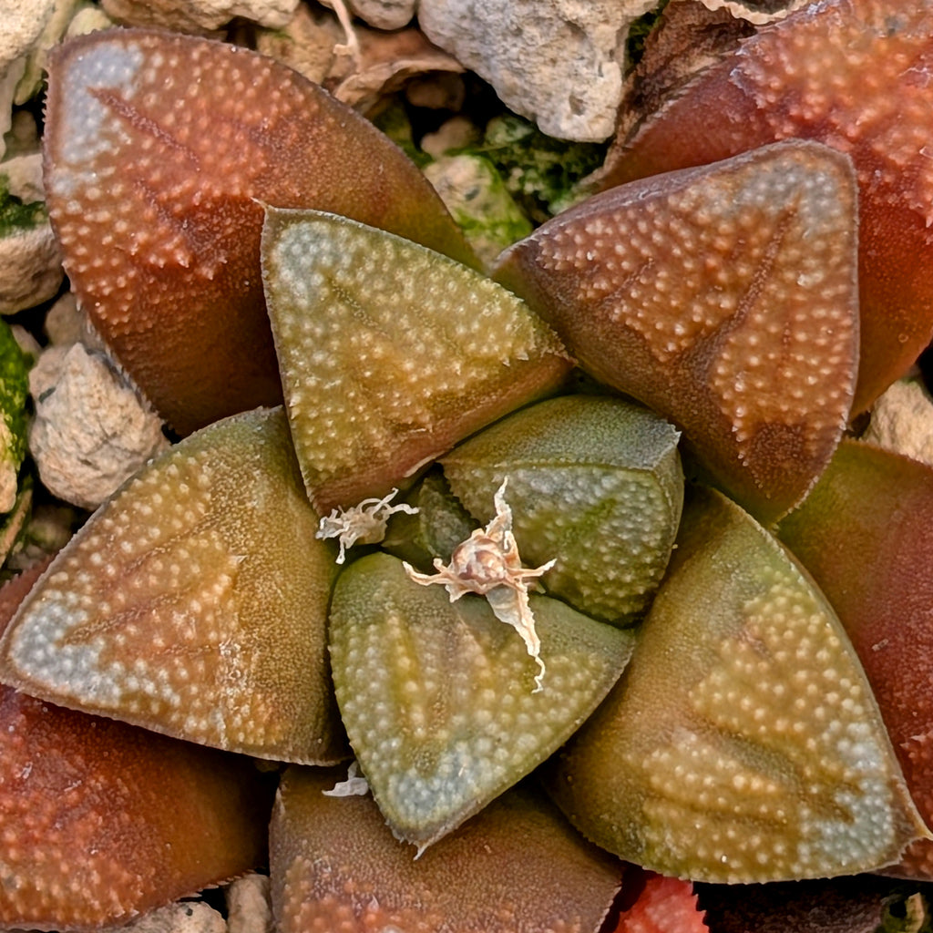 Haworthia groenewaldii hybrid series PP306 #34