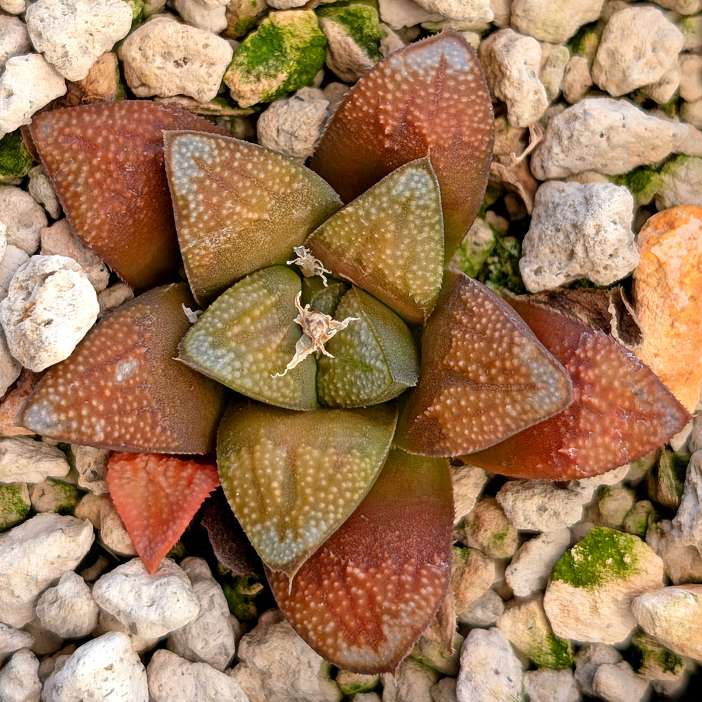 Haworthia groenewaldii hybrid series PP306 #34