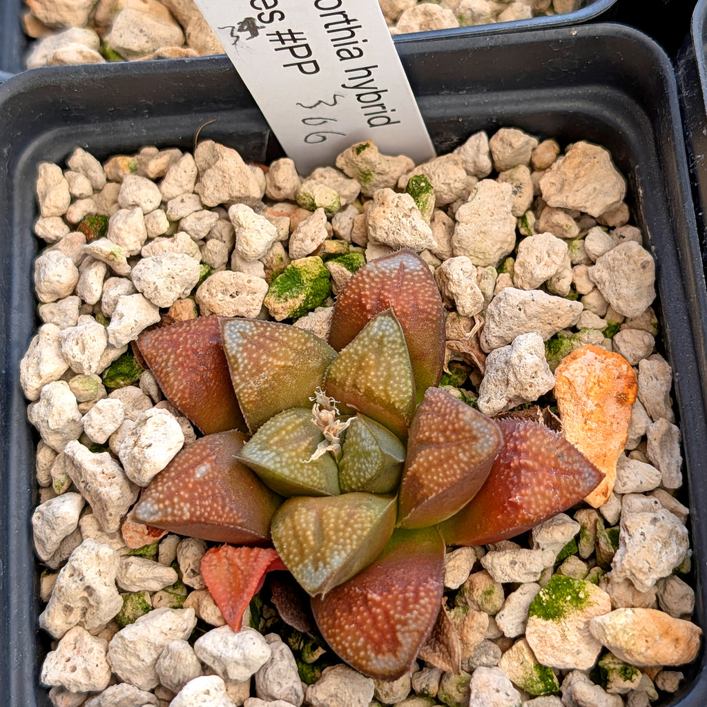 Haworthia groenewaldii hybrid series PP306 #34
